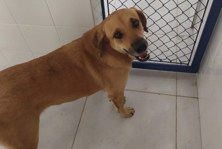 Cães resgatados na UFV estão disponíveis para adoção