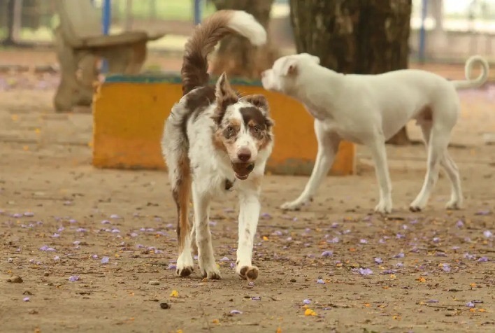 Inscrições abertas para eleição do Conselho Municipal de Proteção e Defesa dos Animais