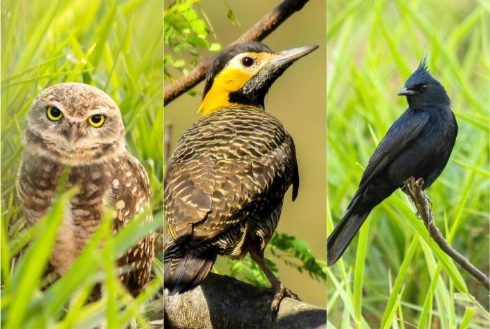 Parque Natural do Cristo lança campanha de eleição de mascote