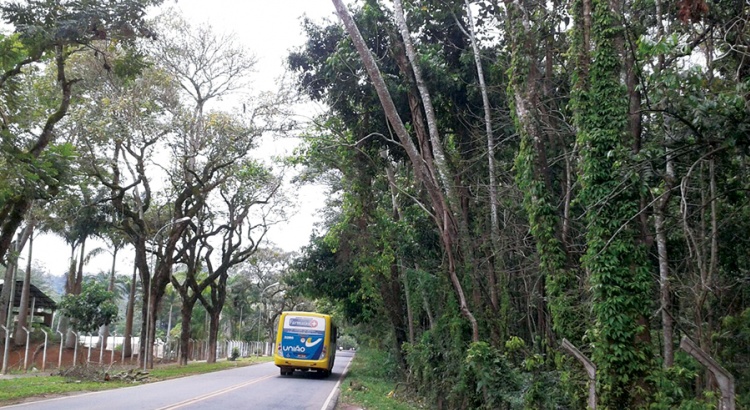 Árvores oferecem risco na rodovia Viçosa - Paula Cândido