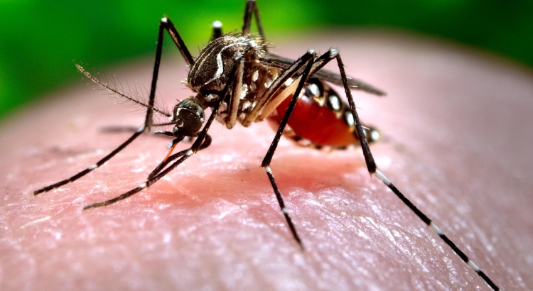 Caso suspeito de febre Chikungunya em Viçosa não foi comprovado