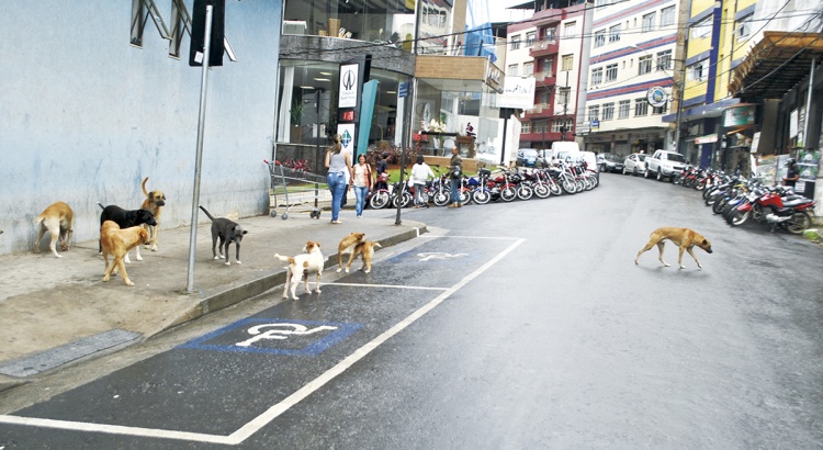 Centro para adoção de cães vadios continua na pauta PMV x Sovipa