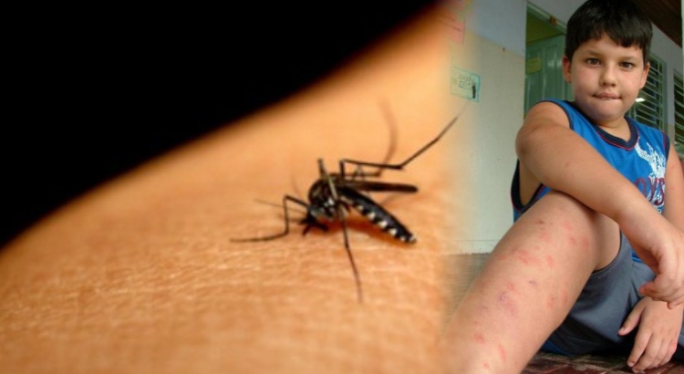 Seca e calor aumentam número de pernilongos em Viçosa