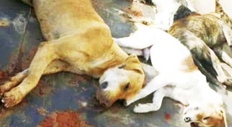 Envenenamento de cães em São Miguel