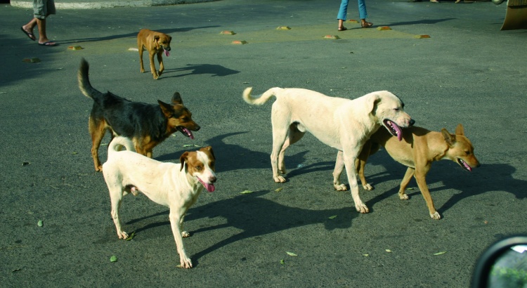 Viçosa pode receber novo canil para abrigar cães de rua