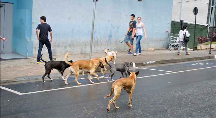 Câmara aprova e proteção aos animais terá política municipal