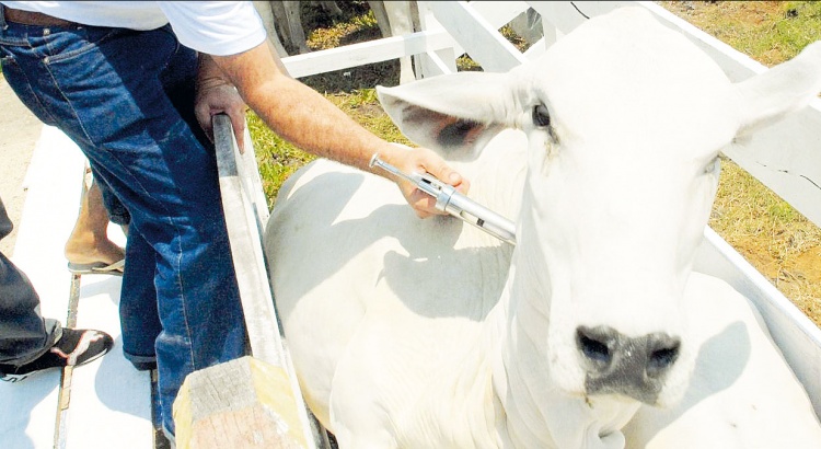 Febre aftosa Produtores terão até o dia 31 para vacinar rebanho de bovinos e bubalinos