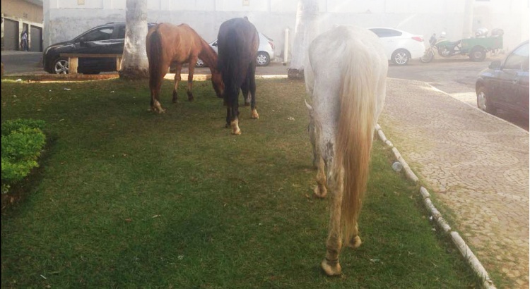 Animais de médio e grande porte serão apreendidos