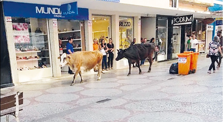 Animais de médio e grande porte abandonados serão apreendidos