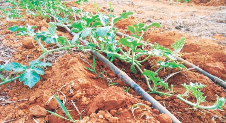 Emater-MG orienta produtores sobre economia de água na irrigação