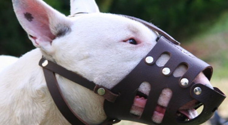 Cachorro ataca mulher em Ponte Nova